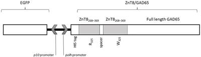 Development of an immunoassay for the simultaneous detection of GADA and ZnT8A in autoimmune diabetes using a ZnT8/GAD65 chimeric molecule